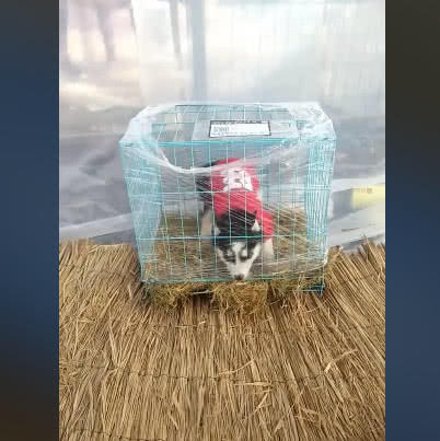 网购哈士奇到家视频,男子网购一只哈士奇打开包裹一看