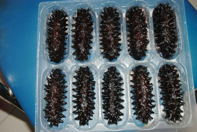 海参野生鉴别,海参如何鉴别含不含激素