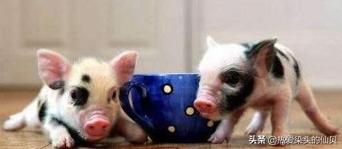 茶杯猪相当于人类智商,茶杯猪是什么样的猪
