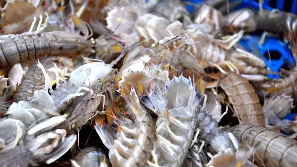 秦皇岛海鲜码头4月开海,秦皇岛开海海鲜