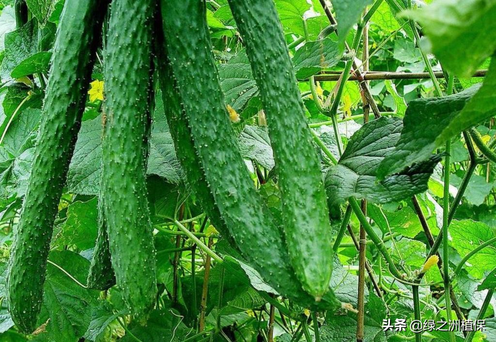 黄瓜的苦味是怎么造成的,黄瓜苦涩味怎么处理