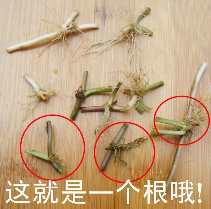 铜钱草爆盆的正确方法,如何让铜钱草快速爆盆