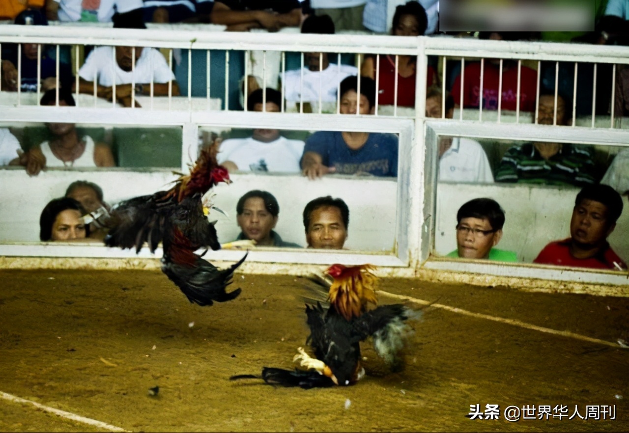 菲律宾斗鸡带刀杀死主人,一警察被公鸡刺死