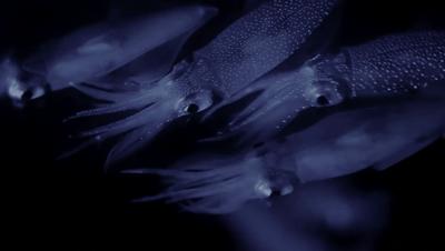 豆瓣netflix电影,bbc地球奇观纪录片