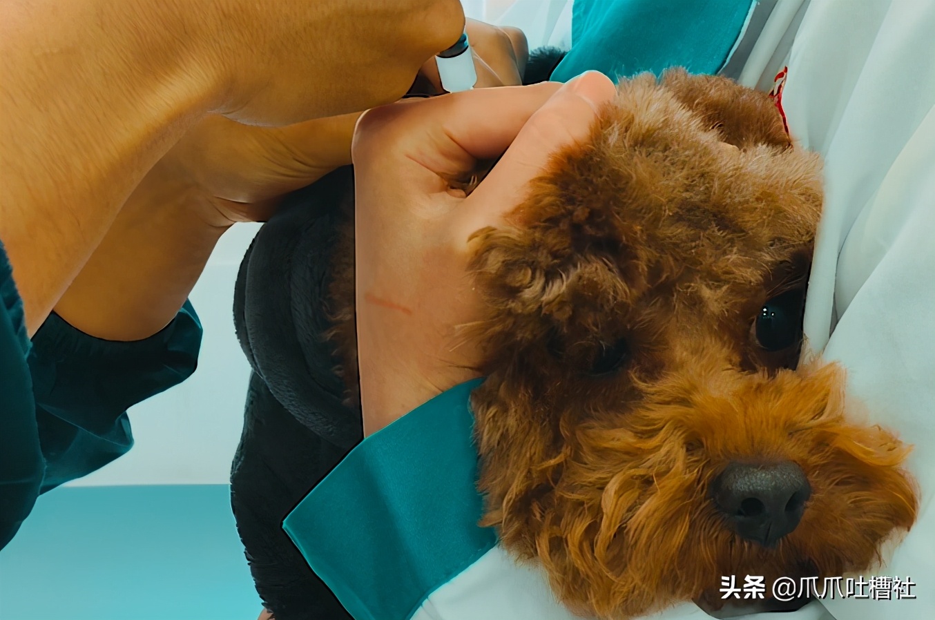 可怜的狗狗打针是怎么样的呢,狗狗打针反应迟钝智商受威胁