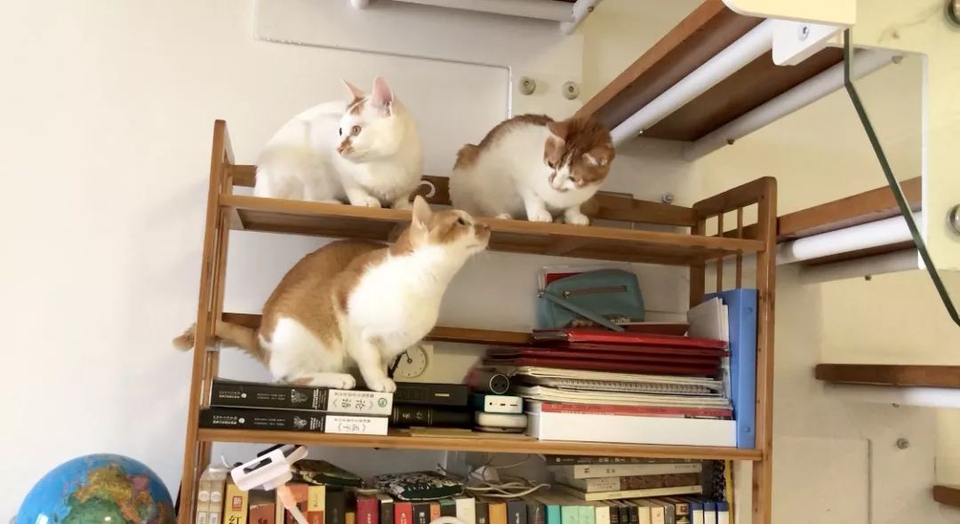 小佩猫窝事件,小佩闷死猫事件