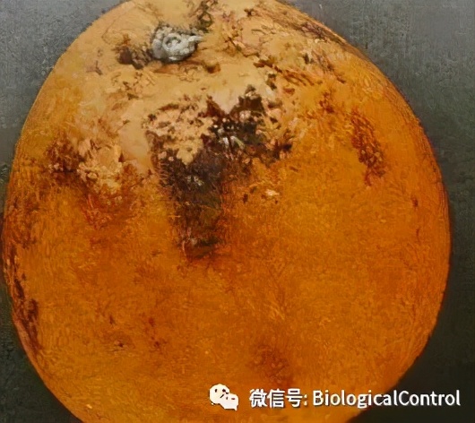 防治果树煤烟病用什么药,冬季果树炭疽病用什么药