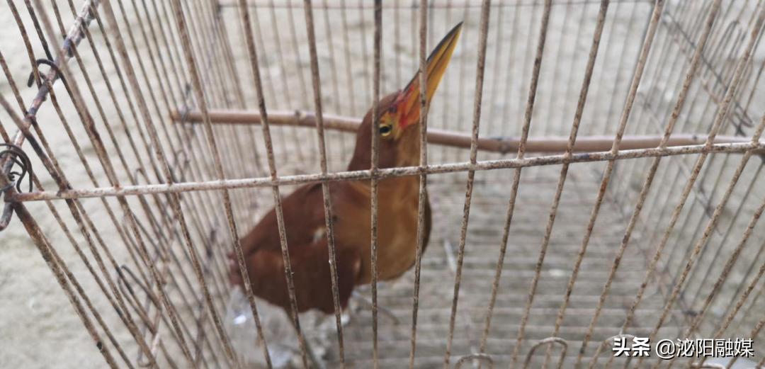 必需赞！鸟儿受伤不要怕，好心村民来帮助