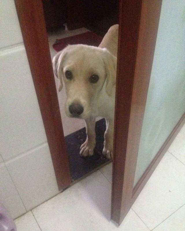 拉布拉多犬老是在主人脚下睡觉,怎么训练拉布拉多在马桶上厕所