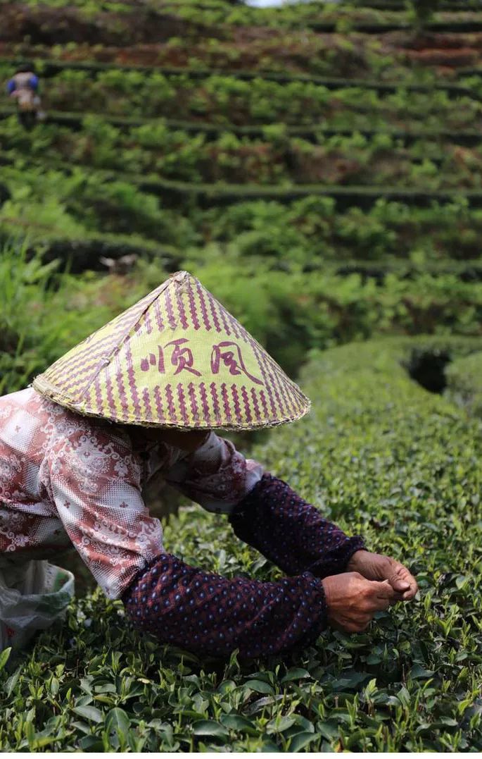 建阳白茶哪个品种最有名,建阳白茶简介资料