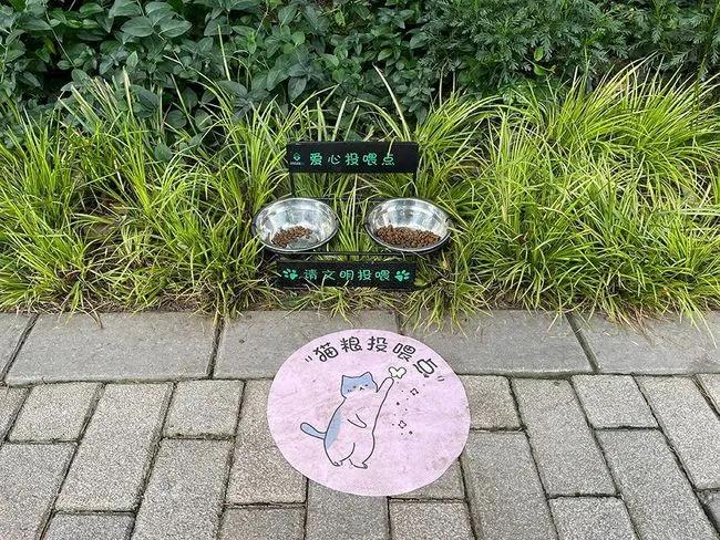 救助流浪猫的都是哪些人,救助了流浪猫没出钱被骂了