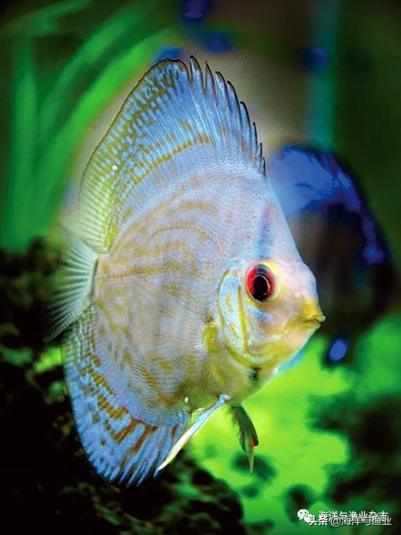 江门海豚公司总经理林震能:不断成长终成行业知名老板