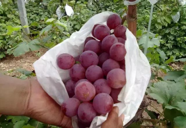 葡萄种植第一大虫害,葡萄种植六大坑个个要命