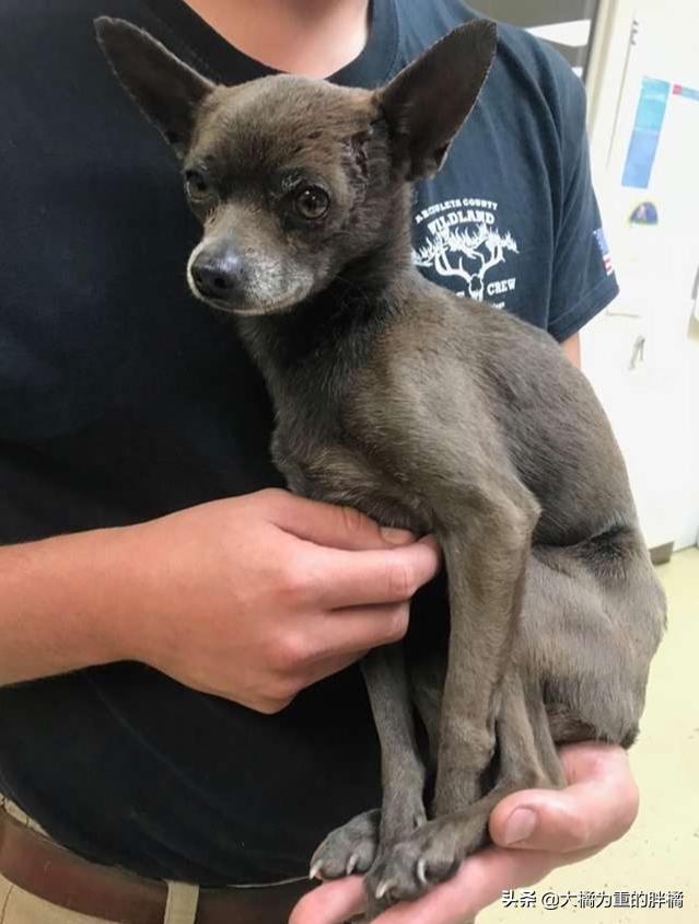 小狗肋骨断了后趴在路上不能移动，夫妻下车救助它，如今备受宠爱