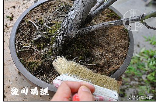 夏季盆景管理技巧,五根松盆景平常如何养护