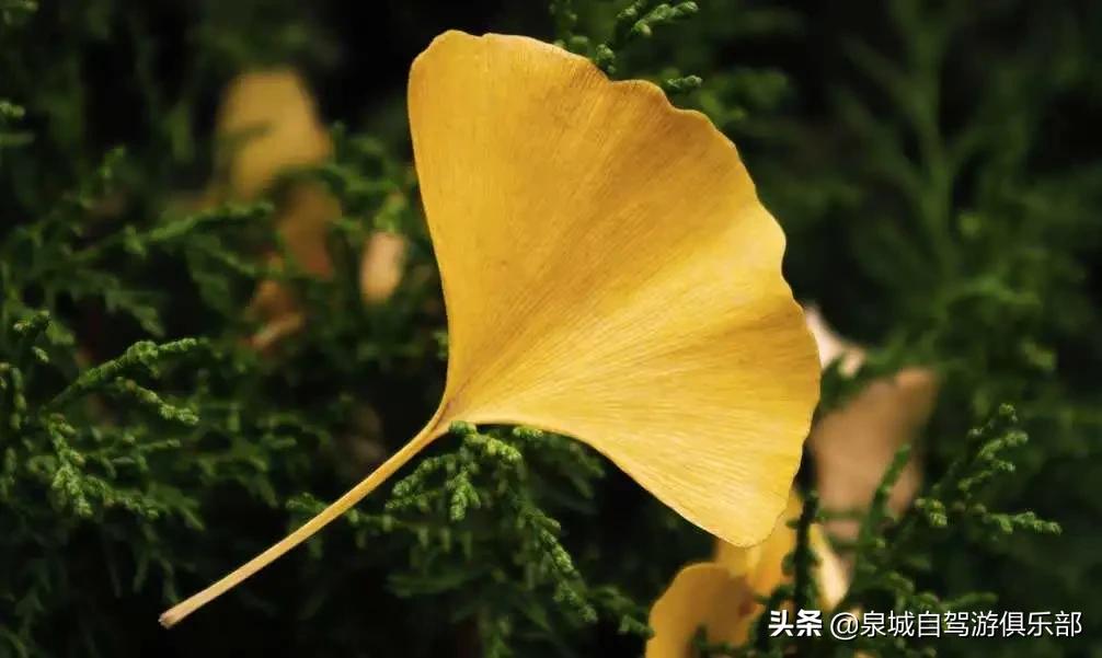 济南的自然风景推荐,济南自然风景好的地方