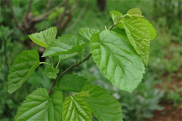 怎么把蚕养好,怎样才能把蚕养好