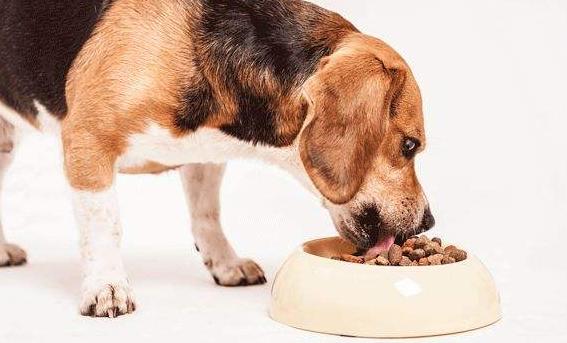 狗狗吃剩饭剩菜为什么还那么健康,为什么不要给狗狗吃剩饭剩菜