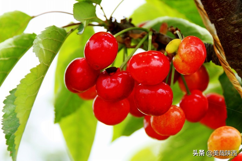 樱桃采摘园西安白鹿仓,摘樱桃西安的去处