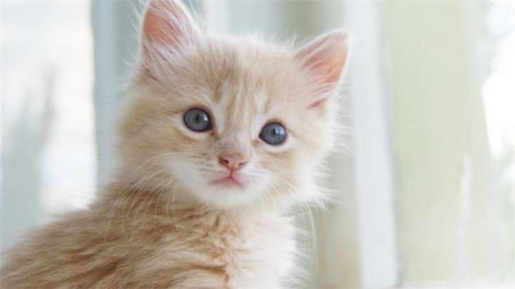 猫粮和狗粮有啥区别,猫粮跟狗粮的区别