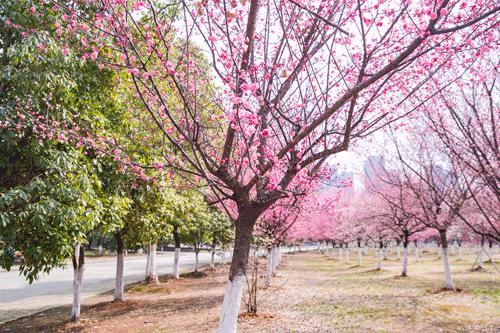 在武汉必做的20件事,不骗人成不了大事