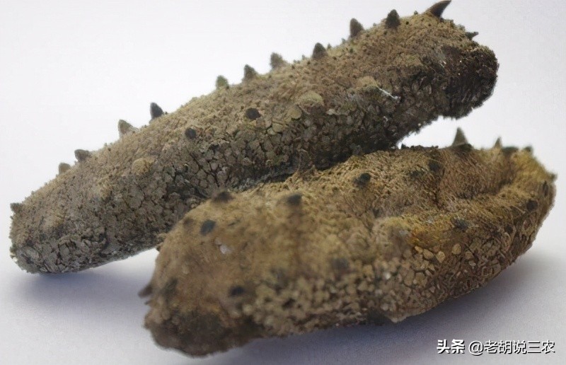 湿海参和干海参价格差别这么大,干海参与即食海参价格差别很大