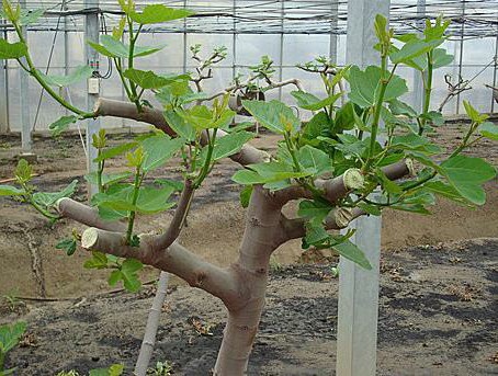 无花果冷棚最便宜的建造方法,冷棚无花果种植技术和管理