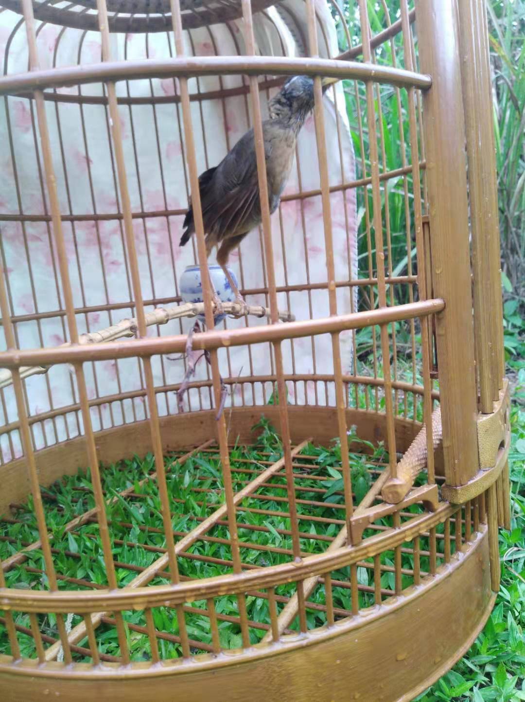 画眉鸟打架受伤怎么办,画眉鸟打斗受伤怎么处理