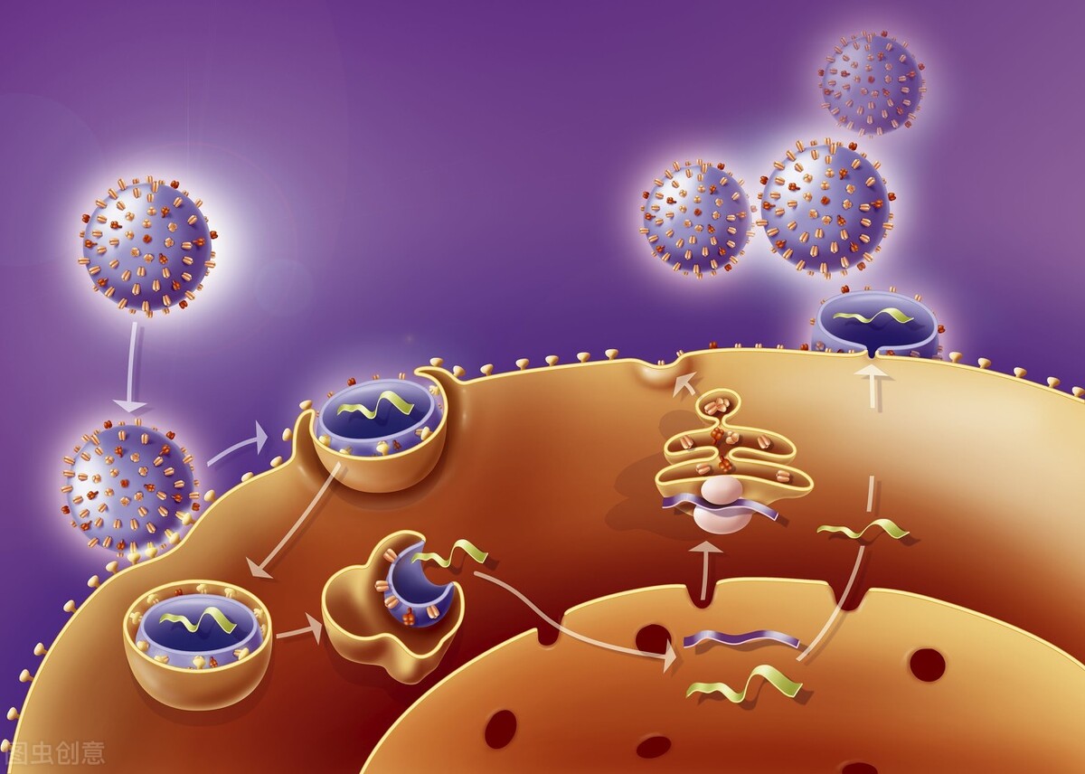 为什么女性流产后特别容易怀孕,女性流产会有什么因果