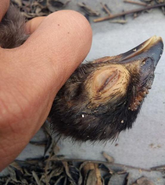 鸡眼睛瞎什么病,鸡单只眼睛脸肿是什么病