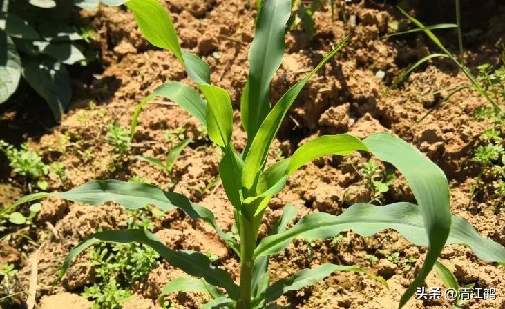 种子质量标准包括哪些,种子质量有问题造成减产怎么处理