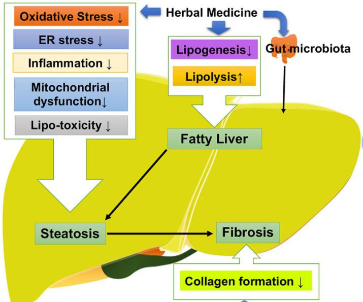 轻视「轻度脂肪肝」的人，后来怎么样了？科学家为此研究51年