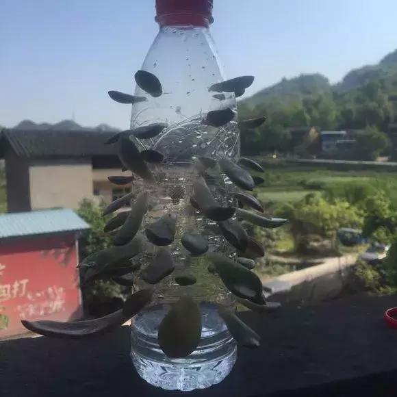 大水瓶扦插生根神器,室内用塑料瓶扦插生根最快方法