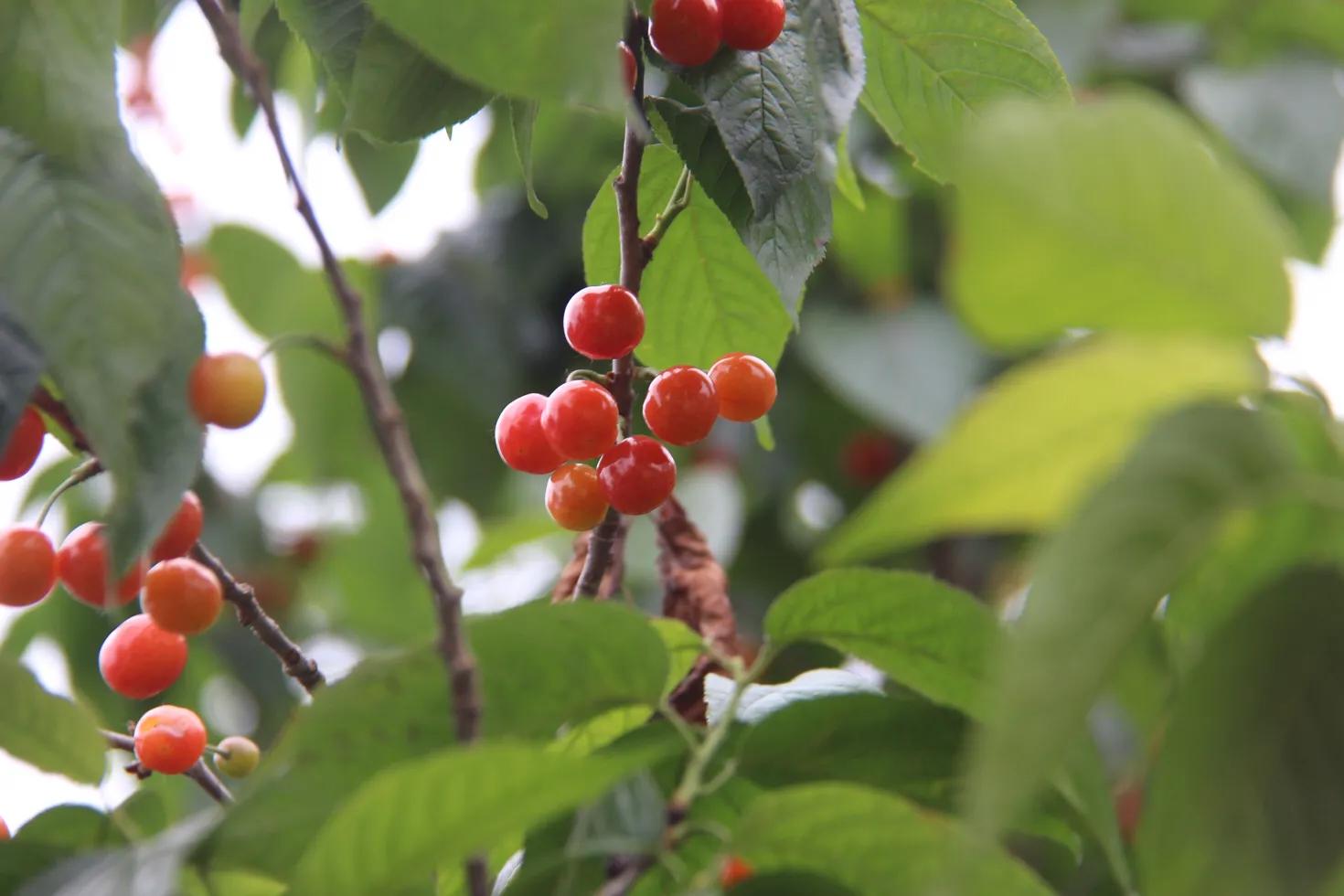 樱桃红了以后可以吃了吗,樱桃红了就可以吃吗