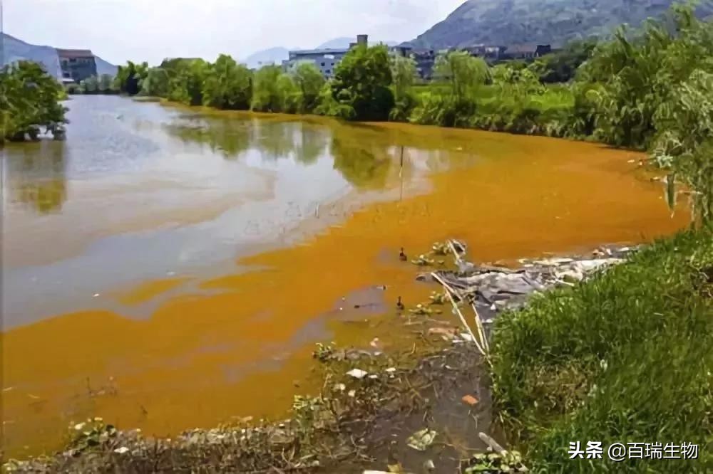养殖水臭怎么去除最好方法,水产养殖水锈怎么办