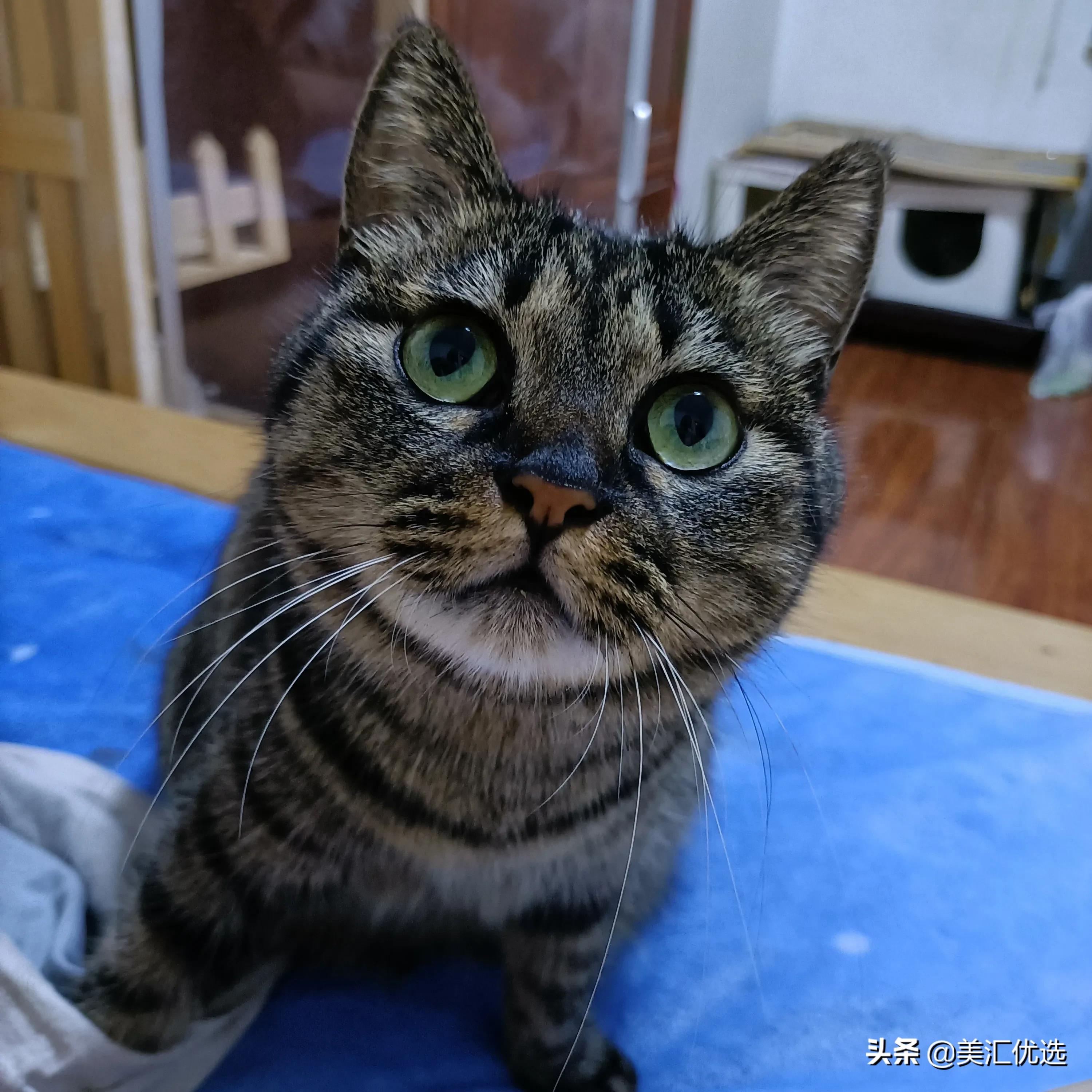 猫粮销量第一名,猫可以吃狗粮吗正确答案