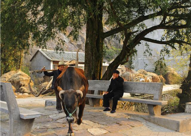 温州乐清900多岁的“树王”，长这样