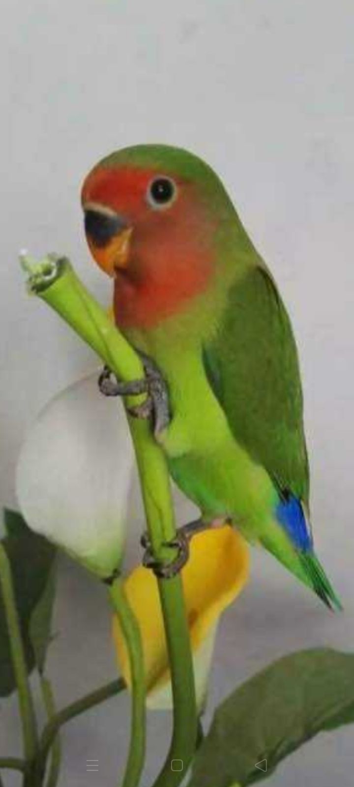 怎么让笼养牡丹变成手养牡丹鹦鹉,牡丹鹦鹉养得好是什么状态