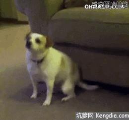 这里的毛毛千万别乱拔！小心会有生命危险