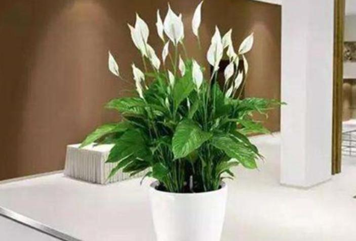 新房放哪些植物能有效吸附甲醛,甲醛克星第一名植物