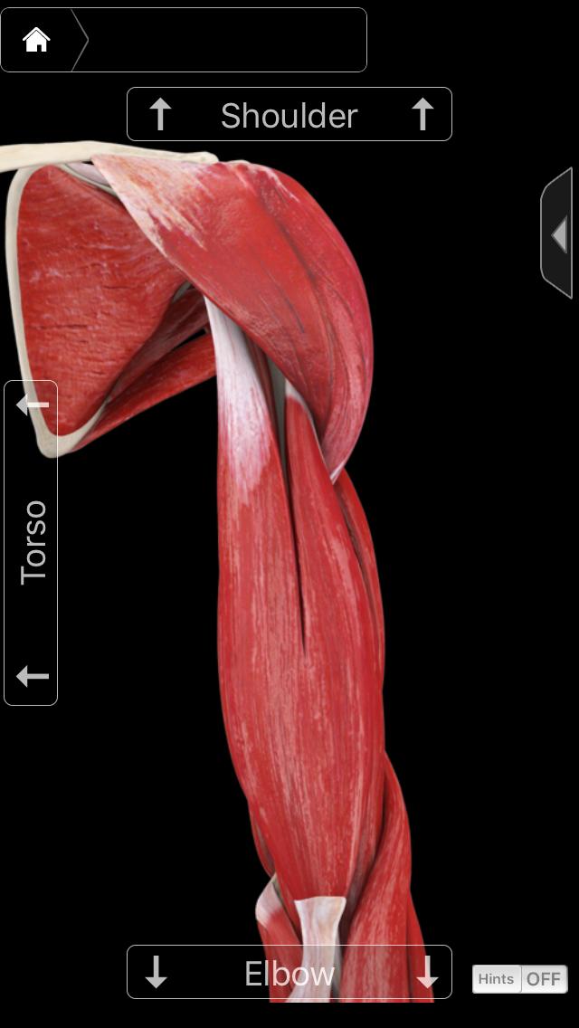 手臂燃脂训练视频,手臂肌肉塑形怎么练