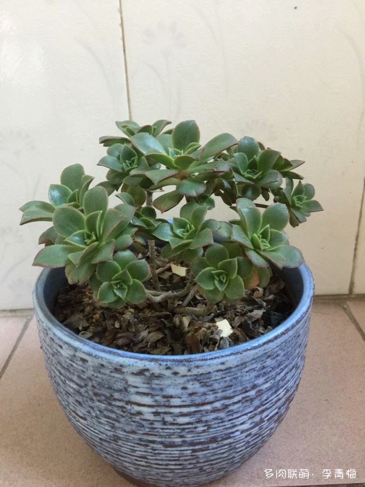 瞧,那个钟情艳日辉的人