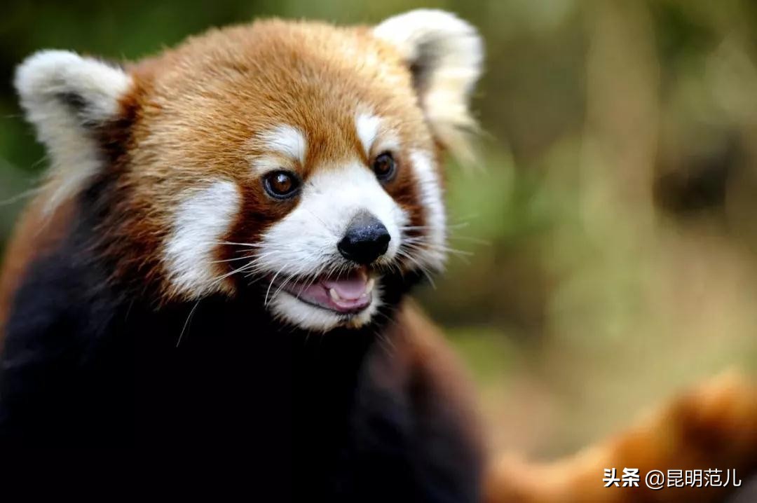 昆明国庆旅游攻略七天,昆明旅游的路线攻略大全