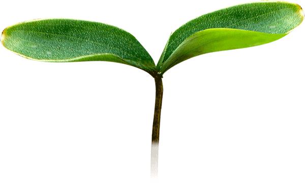 闵行区民办“四大金刚”是哪几所？优质初中学区房有哪些？