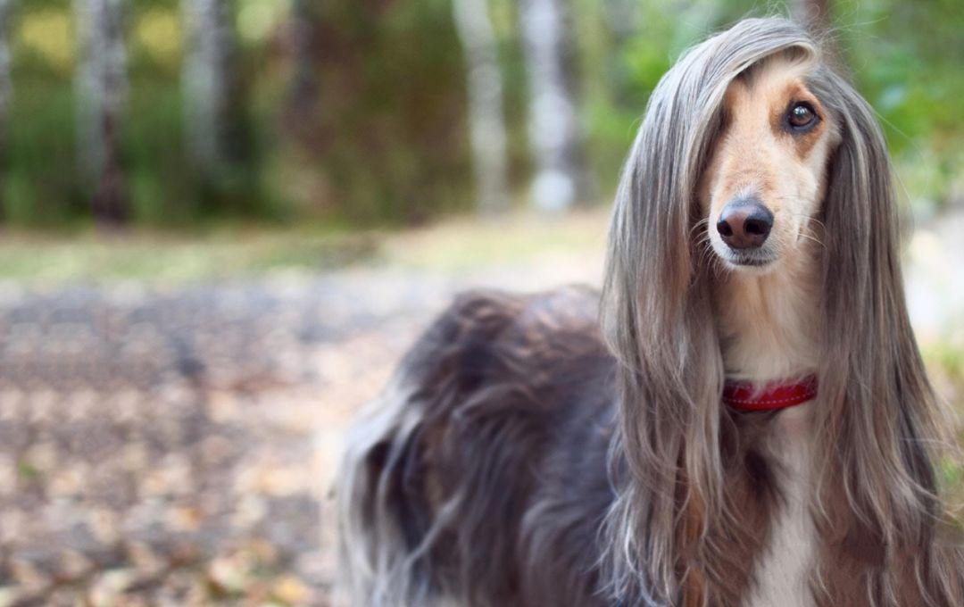 狗狗买什么品种最合适,怎么给狗狗选择宠物狗品种