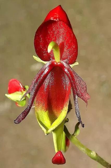 十大绝美兰花图片欣赏,南阳珍稀野生兰花图片