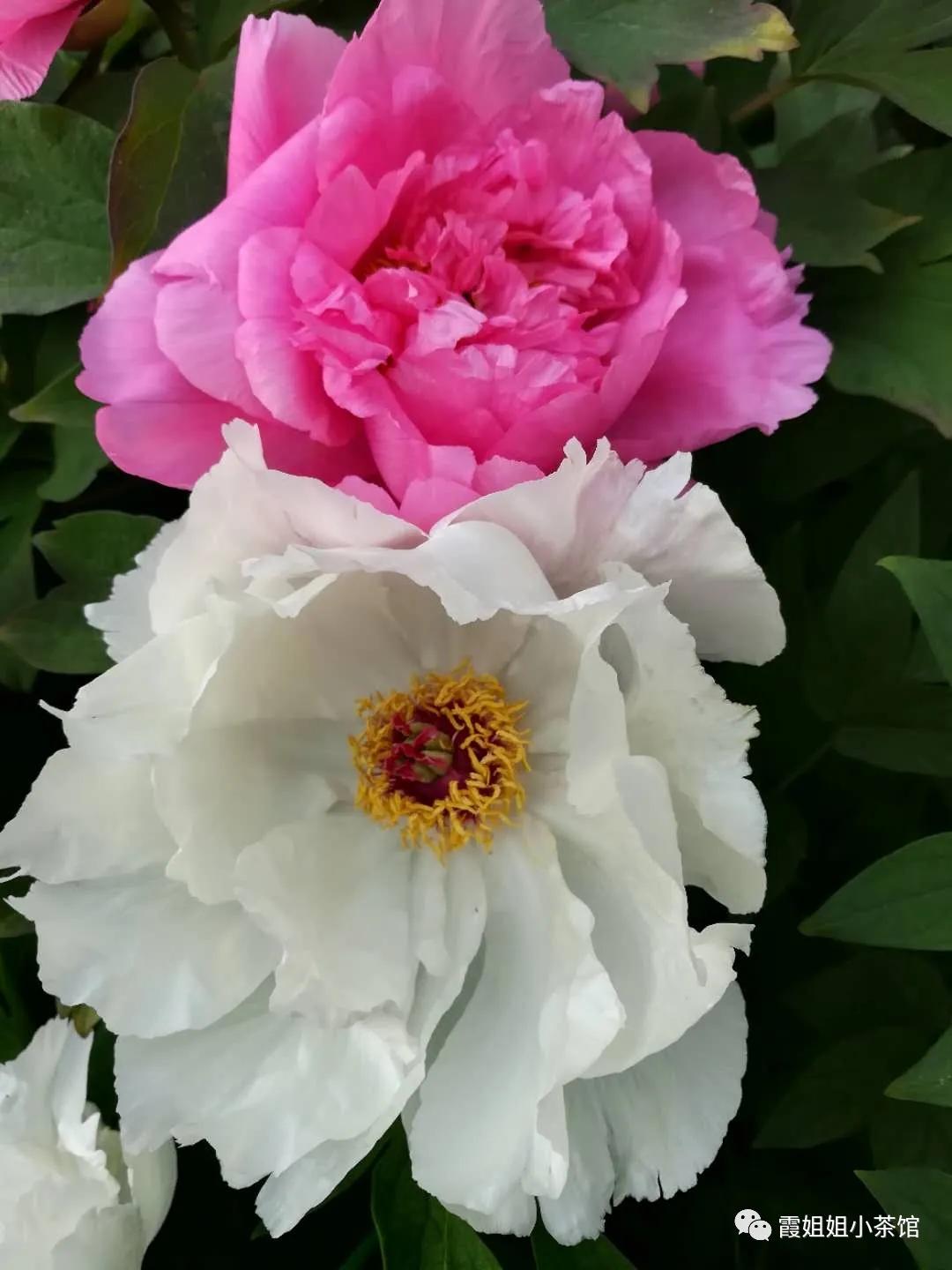 怒放的生命完整版,怒放的生命女声完整版