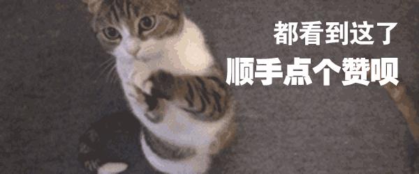 猫咪最喜欢的玩具排行榜,猫咪玩具红黑榜
