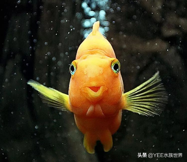 观赏鱼增菌可以用牛奶吗,观赏鱼增氧气