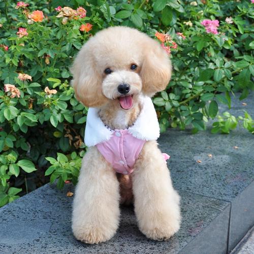 成年贵宾犬标准体重,贵宾犬一般最重是多少斤